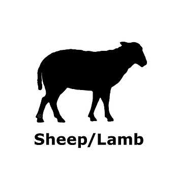 Sheep / Lamb