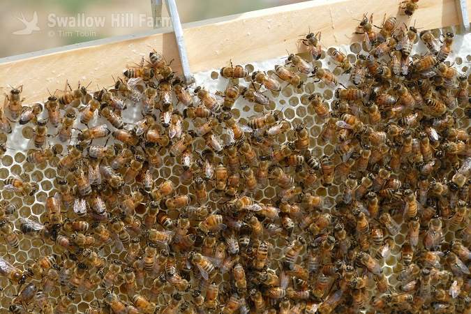 Honey Bees on Frame 2017