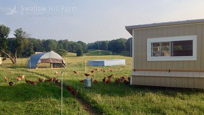 Pastured laying hens with eggmobile