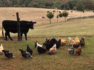 Free Range Chickens and Beef