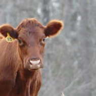 Red Angus Lowline Cow